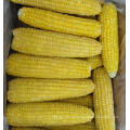 Frozen Sweet Corn on The COB